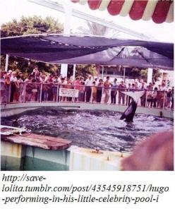 orca 02