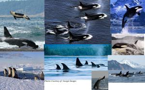 orca 12